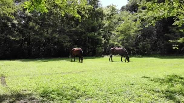 2頭の馬は 木材のクリアの真ん中に草を食べる 平穏に食べる馬 — ストック動画