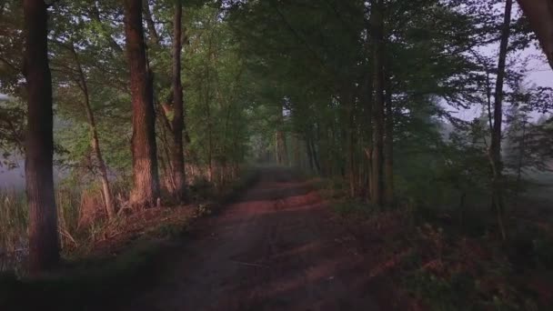 Dolly Erschossen Einem Wald Von Einer Spur Die Die Mitte — Stockvideo