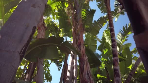 Tiro Móvel Árvores Tropicais Com Bananeiras Coqueiros Palmeiras — Vídeo de Stock