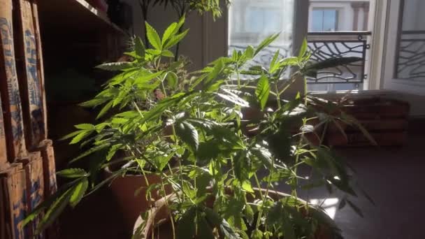 Närbild Cannabis Marijuana Växter Kruka Hemma Framför Ett Fönster Solig — Stockvideo