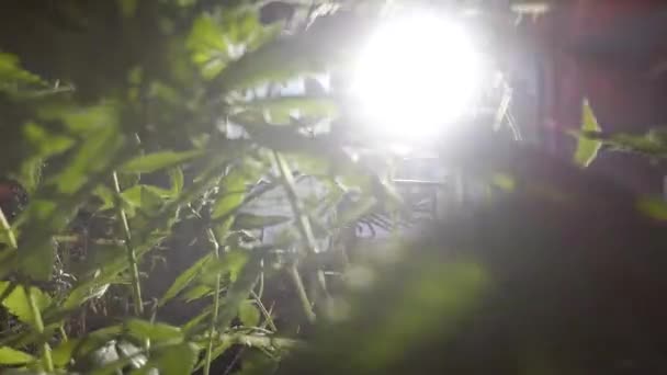 Närbild Cannabisväxter Kruka Hemma Med Vind Och Solstråle — Stockvideo