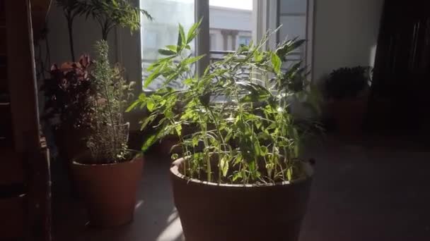 Растения Конопли Кастрюле Дома Перед Окном Ветром Солнечными Лучами — стоковое видео