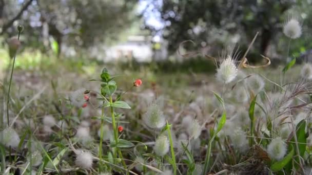 Statische Aufnahme Von Gras Mit Blumen Und Füßen Von Kleinkindern — Stockvideo