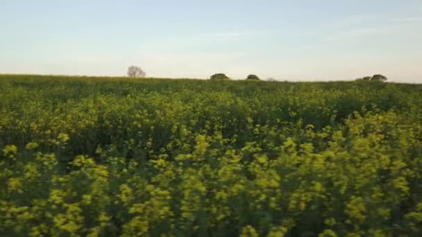 Langsamer Spaziergang Durch Ein Feld Leuchtend Gelber Rapsblüten Der Nähe — Stockvideo