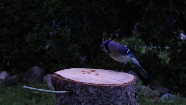 Blue Jay Bird Landing Log Eating Snack Peanut — Stock Video