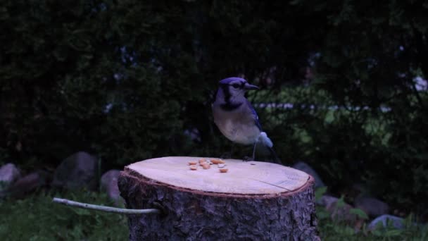 Ein Blauer Eichelhäher Landet Auf Einem Baumstamm Und Isst Ein — Stockvideo