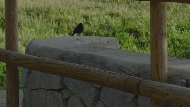 Чорний Птах Біля Дерев Яного Паркану — стокове відео
