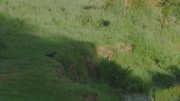 一只西部美洲豹在草地上的阴影边 — 图库视频影像