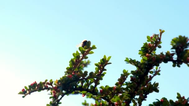 Grain Abeilles Occupé Travailler Dans Buisson Fleurs — Video