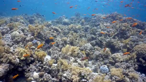 Mercan Resifleri Arasında Yüzen Deniz Altınları Okulu Scuba Dalışı Kızıldeniz — Stok video