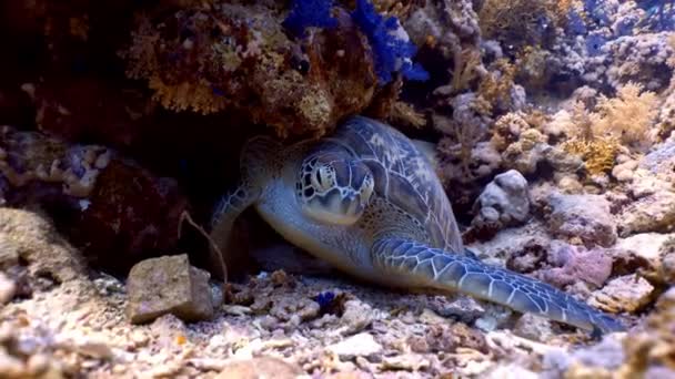 Zelená Mořská Želva Spí Korálovém Útesu Potápěčské Rudé Moře Egypt — Stock video