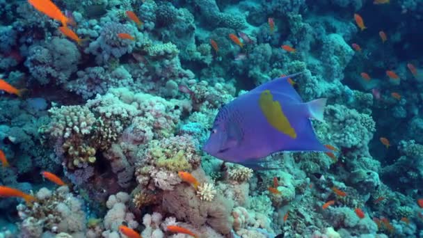 Yellowbar Angelfish Simmar Längs Skola Havet Goldies Bland Korallrevet Dykning — Stockvideo