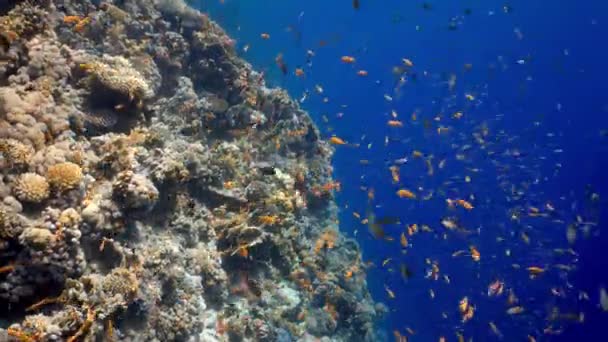 Sekolah Emas Laut Berenang Antara Terumbu Karang Scuba Diving Laut — Stok Video