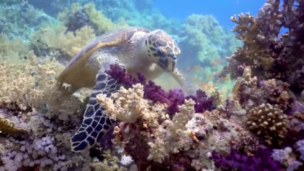 Şahin Gagalı Deniz Kaplumbağası Yumuşak Mercan Yiyor Tüplü Dalış Kızıldeniz — Stok video