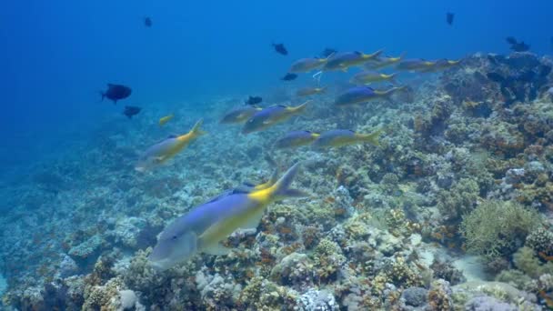 Escuela Peces Cabra Goldsaddle Nadando Entre Arrecife Coral Buceo Mar — Vídeos de Stock