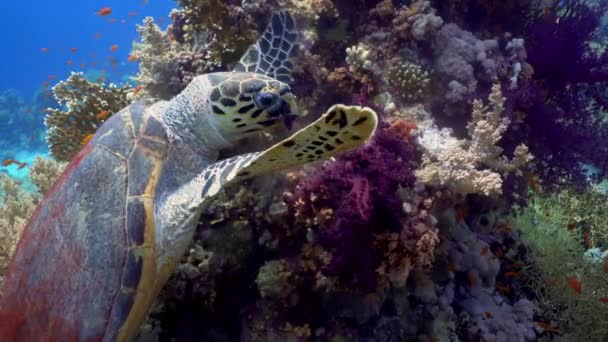 Tortuga Carey Comiendo Coral Blando Buceo Mar Rojo Egipto — Vídeos de Stock