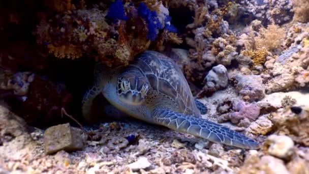 Green Sea Turtle Sleeping Coral Reef Scuba Diving Red Sea — Stock Video