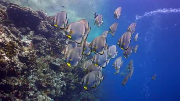 Güzel Bir Mercan Resifinin Yanında Yüzen Platax Okulu Tüplü Dalış — Stok video