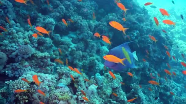 Йеллоубарские Рыбки Ангелы Плавают Вдоль Школы Морских Золотых Рыб Среди — стоковое видео