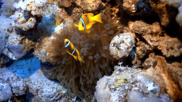 Clownfiskar Simmar Mellan Havsanemonen Dykning Röda Havet Egypten Amphiprion Clarkii — Stockvideo
