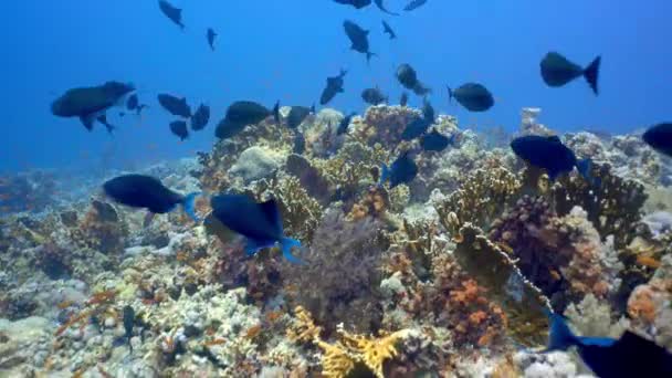 Escuela Peces Gatillo Dientes Rojos Nadando Entre Arrecife Coral Buceo — Vídeos de Stock