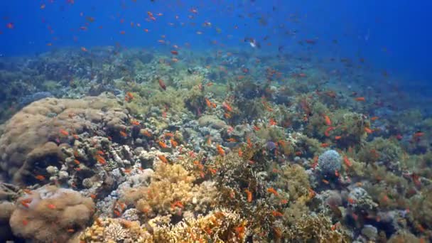 School Sea Goldies Zwemmen Tussen Het Koraalrif Scuba Duiken Rode — Stockvideo