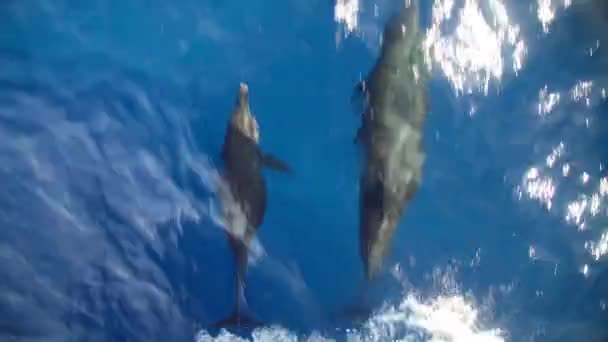 Gruppe Delfiner Med Baby Svømning Ved Stævnen Båden Baby Delfin – Stock-video