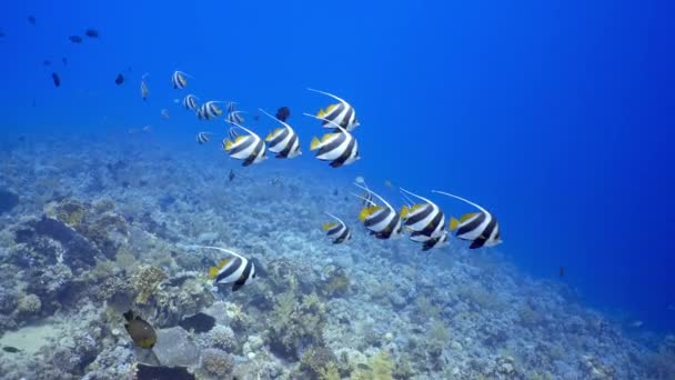 Estudar Bannerfish Nadando Recife Coral Heniochus Diphreutes Mergulho Mar Vermelho — Vídeo de Stock