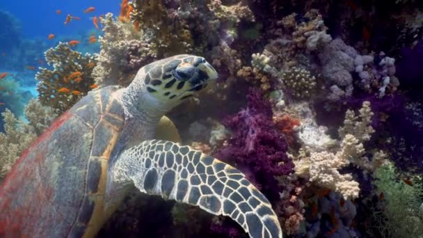 Habichtsschnabel Meeresschildkröten Fressen Weichkorallen Tauchen Rotes Meer Ägypten Eretmochelys Imbricata — Stockvideo