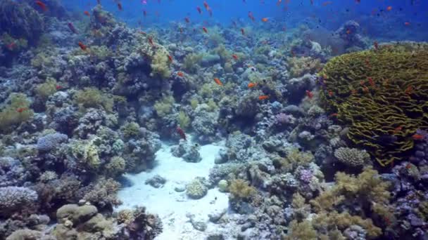 Sekolah Emas Laut Berenang Antara Terumbu Karang Raksasa Karang Turbinaria — Stok Video