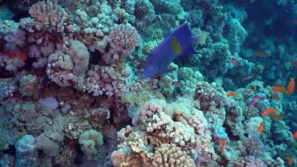 Yellowbar Engelvissen Zwemmen Langs Een School Sea Goldies Tussen Het — Stockvideo