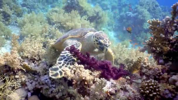 Tortuga Carey Comiendo Coral Blando Buceo Mar Rojo Egipto — Vídeos de Stock