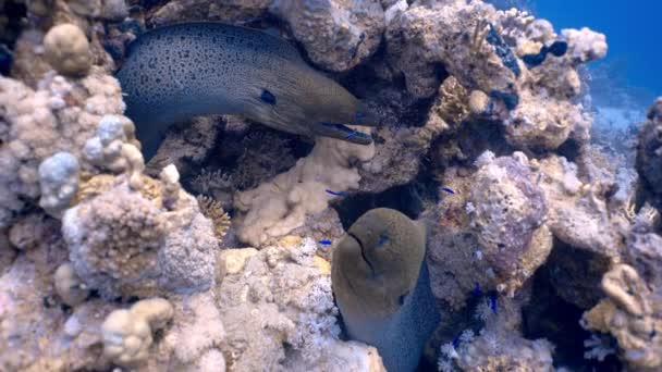 Limpador Bluestreak Wrasse Comendo Parasitas Enguias Gigantes Moray Mergulho Mar — Vídeo de Stock