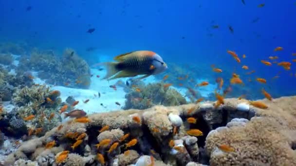 Slingjaw Wrasse Nadando Belo Recife Coral Mergulho Mar Vermelho Egito — Vídeo de Stock