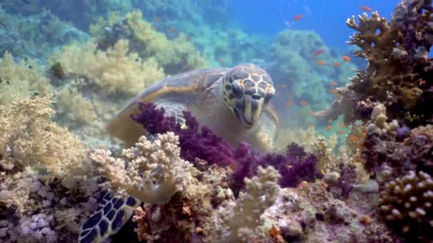 Hawksbill Zeeschildpad Eet Zacht Koraal Duiken Rode Zee Egypte — Stockvideo