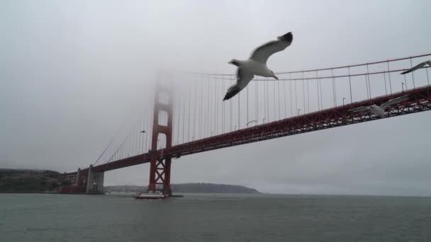 Golden Gate Brug Met Meeuwen — Stockvideo