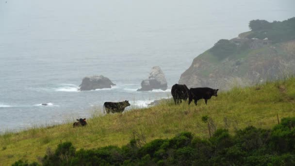 加利福尼亚州北部海岸线上的奶牛 — 图库视频影像