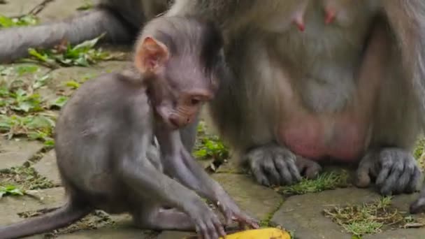 ウブドの猿の森で愛らしい赤ちゃん野生のアカゲザルのクローズアップバナナの皮を食べる隣にはママがいます — ストック動画