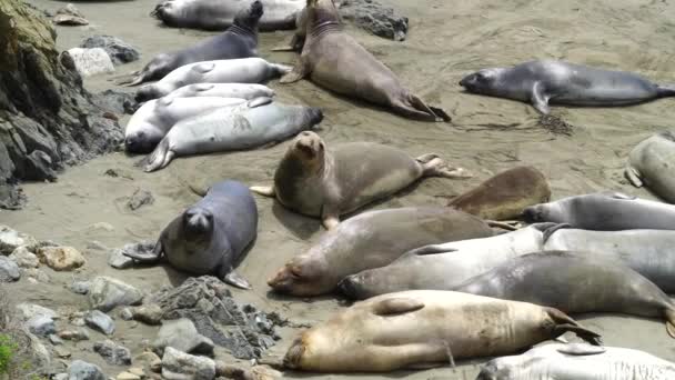 Sigilli Elefanti Sdraiati Sulla Spiaggia Sole — Video Stock