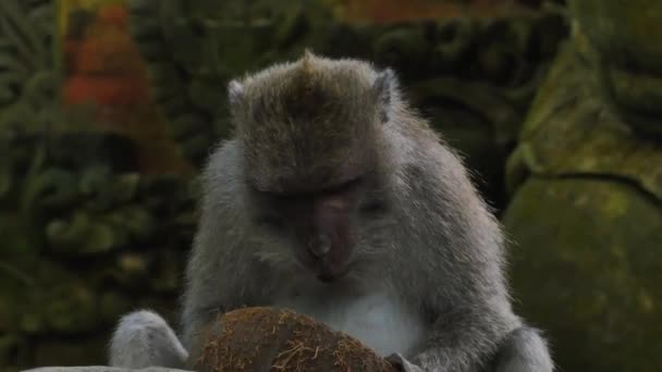 Primo Piano Scimmia Rhesus Selvatica Ambiente Naturale Masticare Cocco — Video Stock