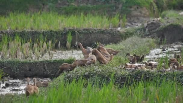 Slow Motion Ducks Rice Fields Bali — Stockvideo