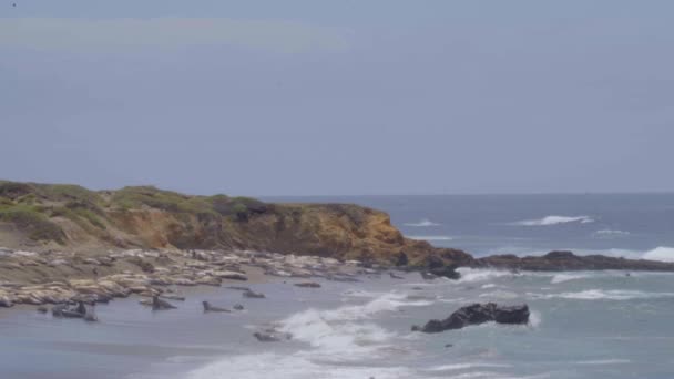 Elefantsälar Som Ligger Stranden Kalifornien — Stockvideo