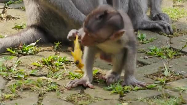 Młoda Małpa Swoją Matką — Wideo stockowe