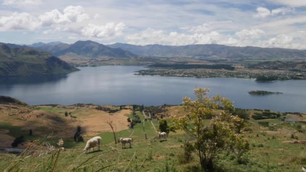 Alto Sopra Lago Wanaka Con Pecore — Video Stock