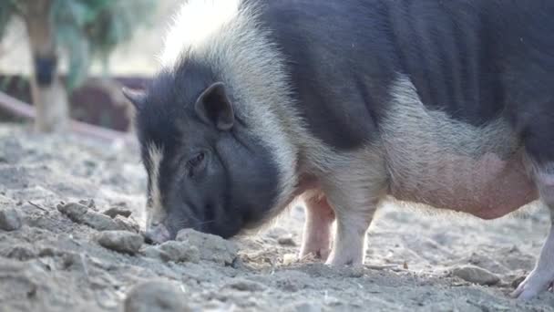 돼지가 — 비디오