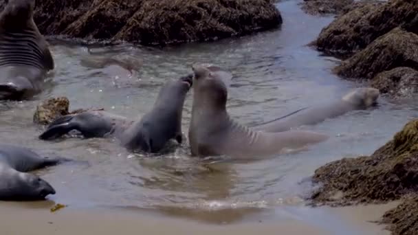 Sigilli Elefanti Che Combattono Sulla Spiaggia — Video Stock