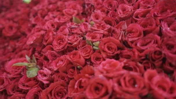 Ramo Muchas Rosas Rojas Frescas Hermosas Movimiento Cámara Cámara Lenta — Vídeo de stock