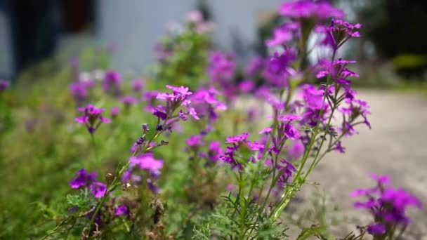 Zwolniony Ruch Zbliżenie Strzał Purpurowe Lub Magenta Kwiaty Ogrodzie Motyl — Wideo stockowe