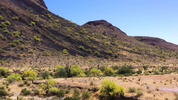 Aproximación Aérea Lavado Desértico Bordeado Florecientes Árboles Palo Verde Cactus — Vídeos de Stock