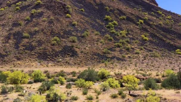 Aproximación Aérea Través Del Suelo Del Desierto Los Florecientes Árboles — Vídeos de Stock